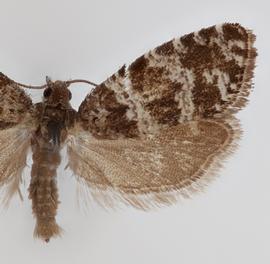  Male. © Loren Jones. Image used with permission.

